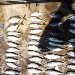 アイゴの35オーバー！！！！！！！