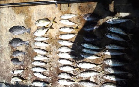 アイゴの35オーバー！！！！！！！