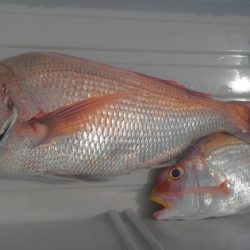 遊漁船 新鋭丸 釣果