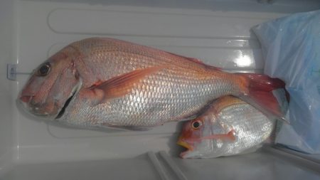 遊漁船 新鋭丸 釣果