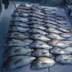 遊漁船 幸友丸 釣果