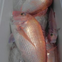 遊漁船 新鋭丸 釣果