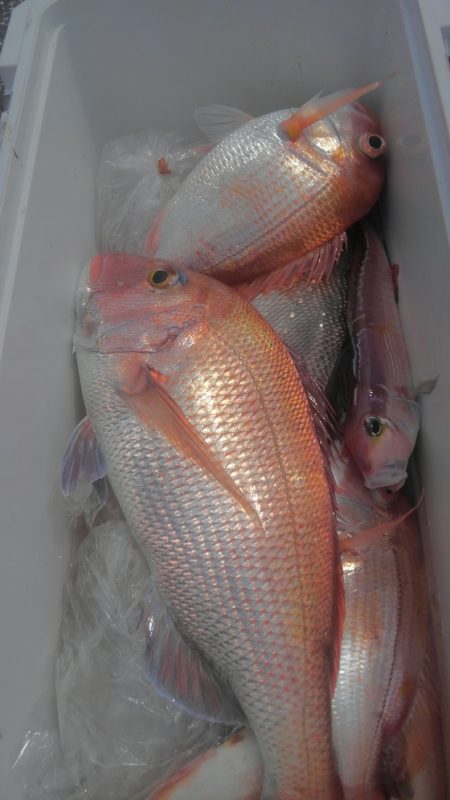 遊漁船 新鋭丸 釣果