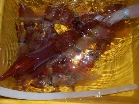 第二むつ漁丸 釣果