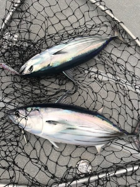 へいみつ丸 釣果