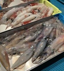 愛海丸 釣果