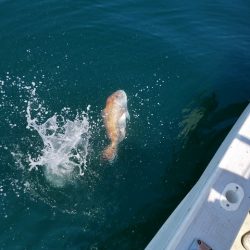 遊漁船 ニライカナイ 釣果