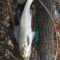 ジャックアイグロッキーで新境地開拓！【ハヤブサ（Hayabusa）　ジャックアイグロッキー　インプレッション】