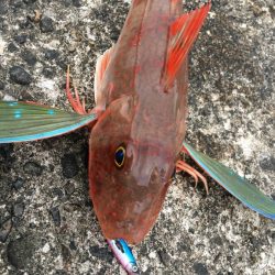 メタルジャッカーマイクロはアピール抜群！【ルミカ（LUMICA）メタルジャッカーマイクロインプレッション】