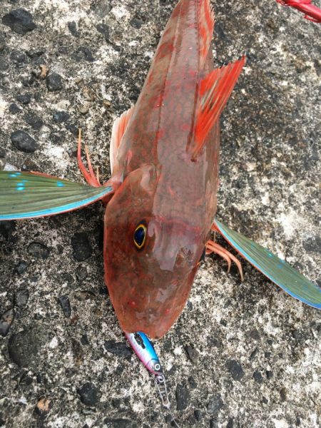 メタルジャッカーマイクロはアピール抜群！【ルミカ（LUMICA）メタルジャッカーマイクロインプレッション】