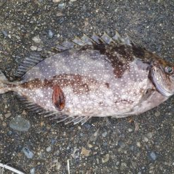 アイゴの35オーバー！！！！！！！