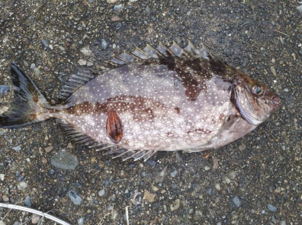 アイゴの35オーバー！！！！！！！