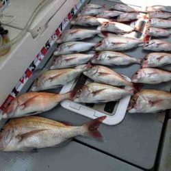 遊漁船 セトマリン 釣果