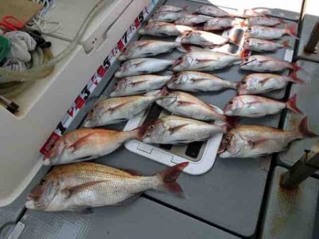 遊漁船 セトマリン 釣果