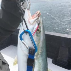 シーマジカル 釣果