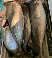 愛海丸 釣果