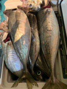 愛海丸 釣果