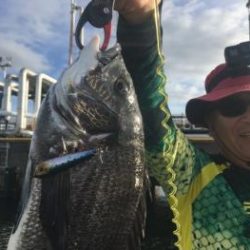 シーマジカル 釣果