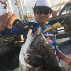 シーマジカル 釣果