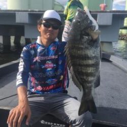 シーマジカル 釣果