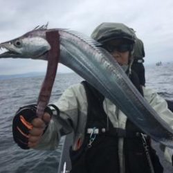 シーマジカル 釣果