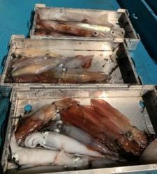 愛海丸 釣果