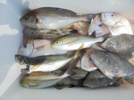 ＨＡＲＵＫＡ丸　はるかまる 釣果