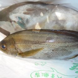 HARUKA丸 はるかまる 釣果