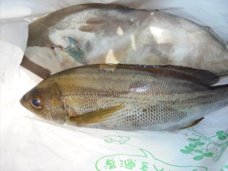 HARUKA丸 はるかまる 釣果