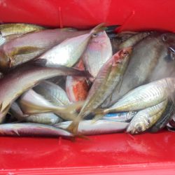 ＨＡＲＵＫＡ丸　はるかまる 釣果