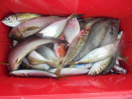 ＨＡＲＵＫＡ丸　はるかまる 釣果