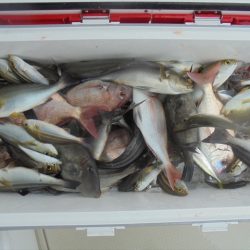 ＨＡＲＵＫＡ丸　はるかまる 釣果