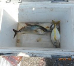 鹿島港魚釣園 釣果