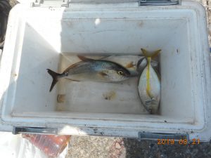 鹿島港魚釣園 釣果