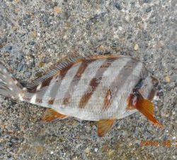 鹿島港魚釣園 釣果