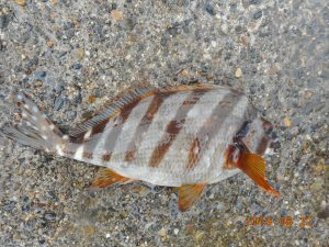 鹿島港魚釣園 釣果