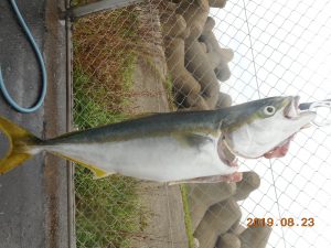 鹿島港魚釣園 釣果