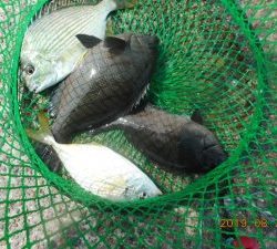 鹿島港魚釣園 釣果