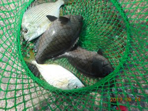 鹿島港魚釣園 釣果