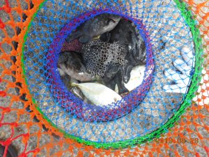 鹿島港魚釣園 釣果