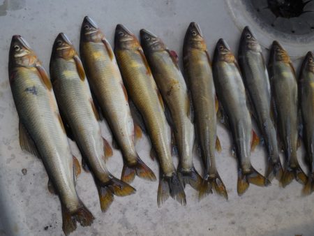 会津大川（会津非出資漁業協同組合） 釣果