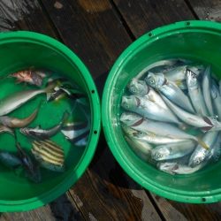 こかわ渡船　雅丸 釣果