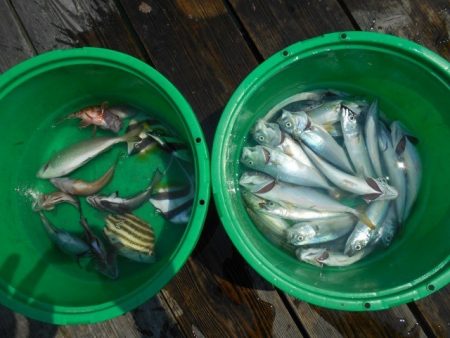 こかわ渡船　雅丸 釣果