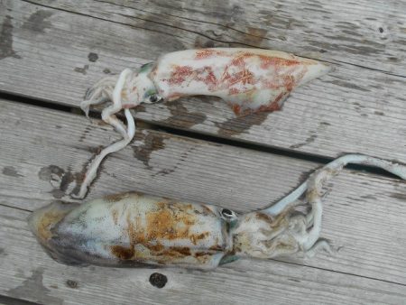 こかわ渡船　雅丸 釣果