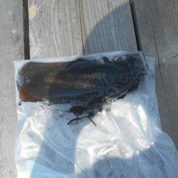 こかわ渡船　雅丸 釣果