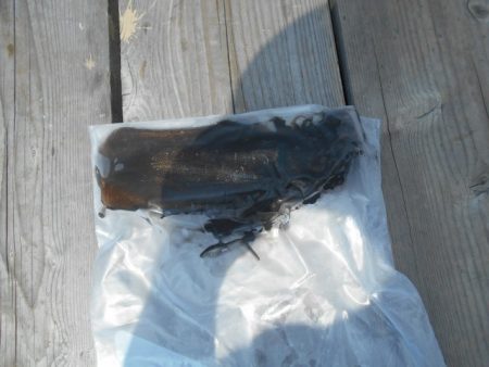 こかわ渡船　雅丸 釣果