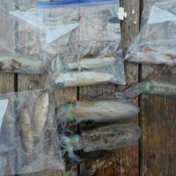 こかわ渡船　雅丸 釣果