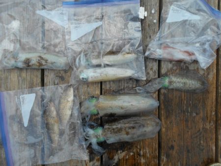 こかわ渡船　雅丸 釣果