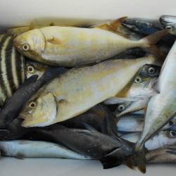 こかわ渡船　雅丸 釣果