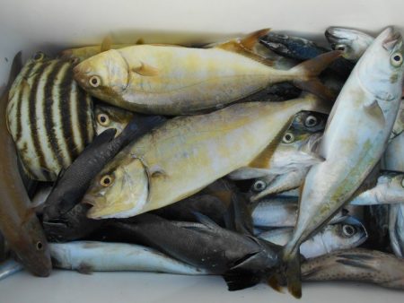 こかわ渡船　雅丸 釣果